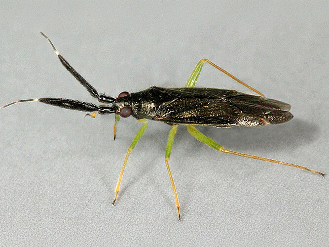 planicornis