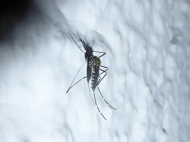 japonicus