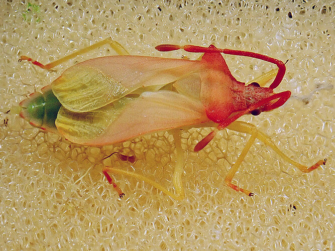 marginatus