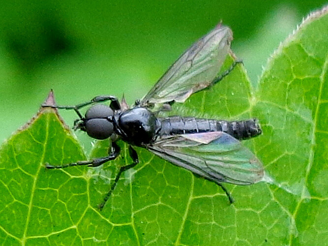 febrilis