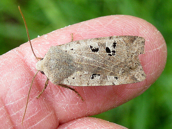 rubiginosa