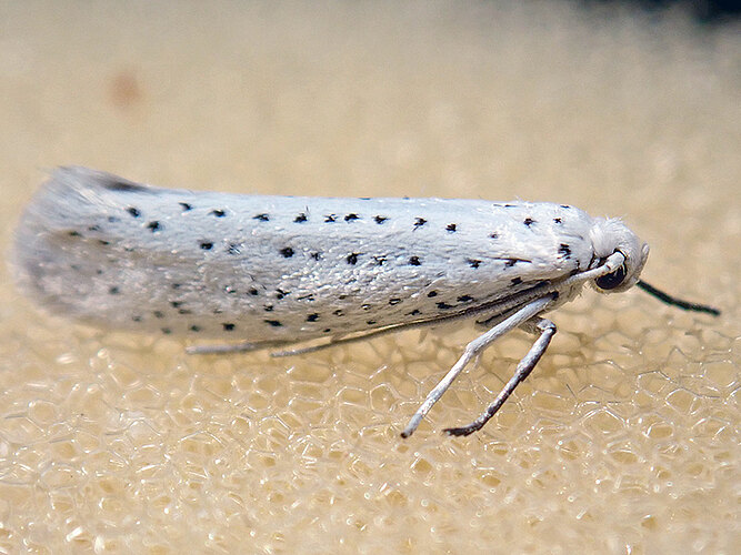 evonymella