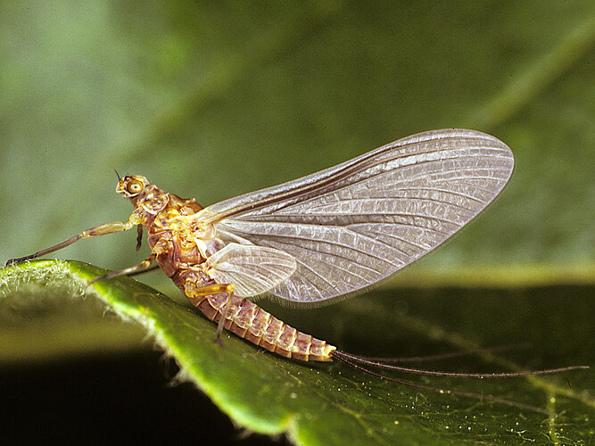 ignita