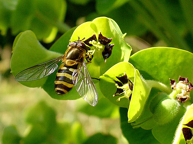ribesii