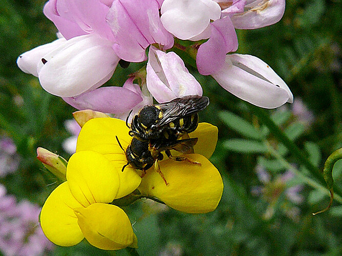 strigatum
