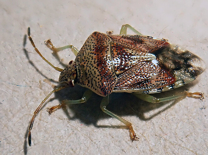 sp.