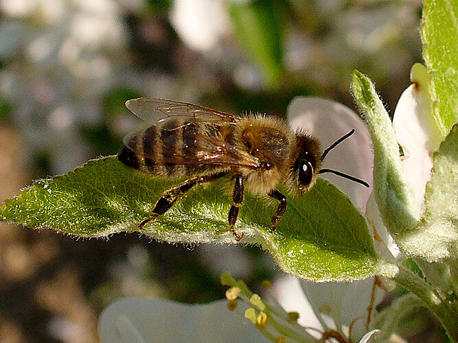 mellifera