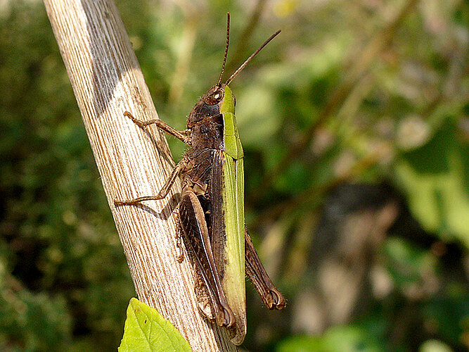 dorsatus