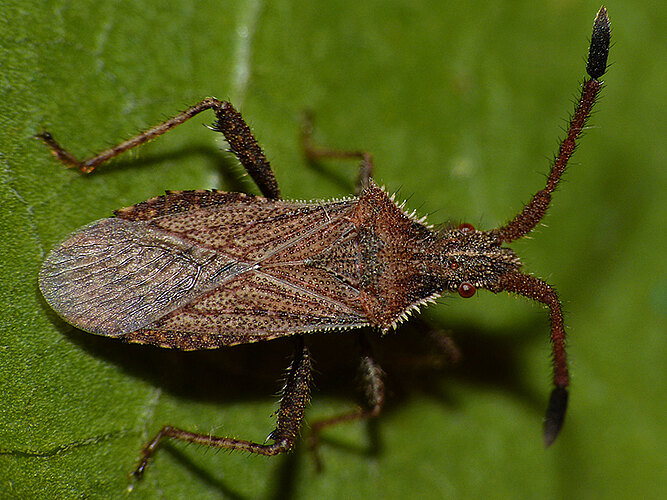 denticulatus