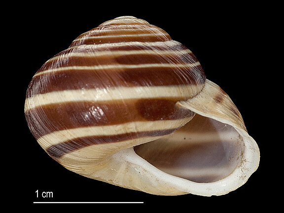 Cepaea_hortensis_a.jpg  