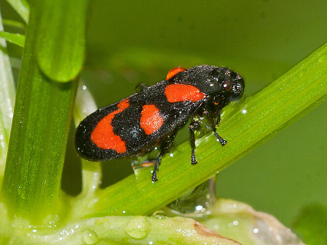 vulnerata