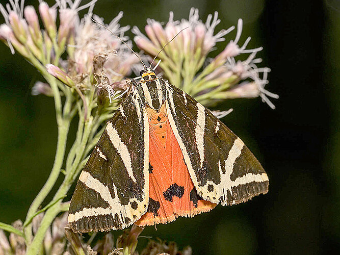 quadripunctaria