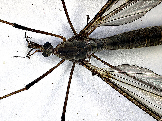oleracea