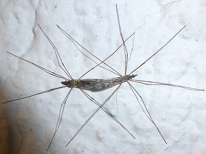 irrorata