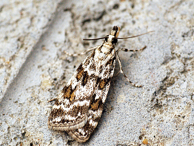 pyralella