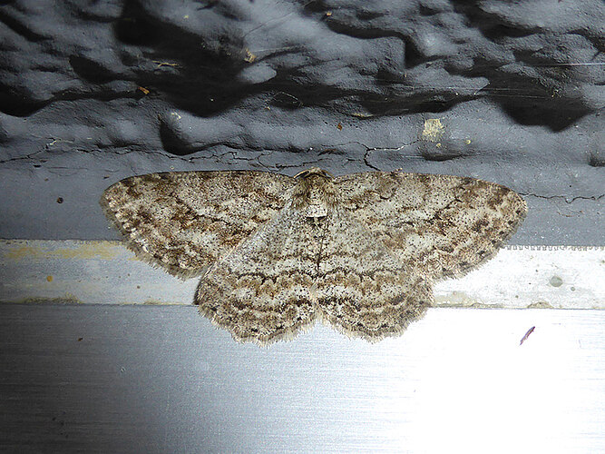 crepuscularia