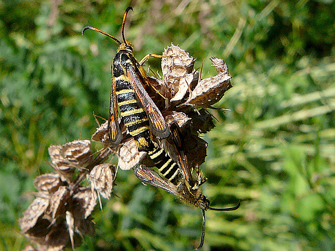 ichneumoniformis