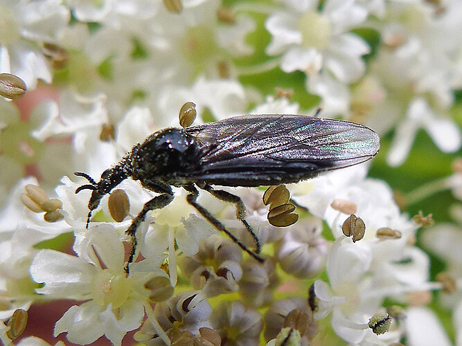 febrilis