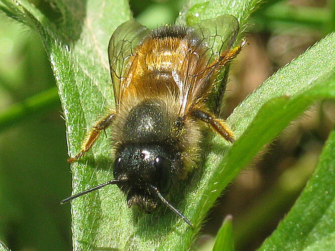 bicornis
