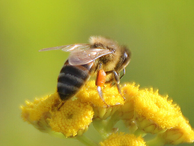 mellifera