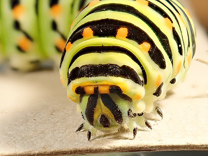 machaon