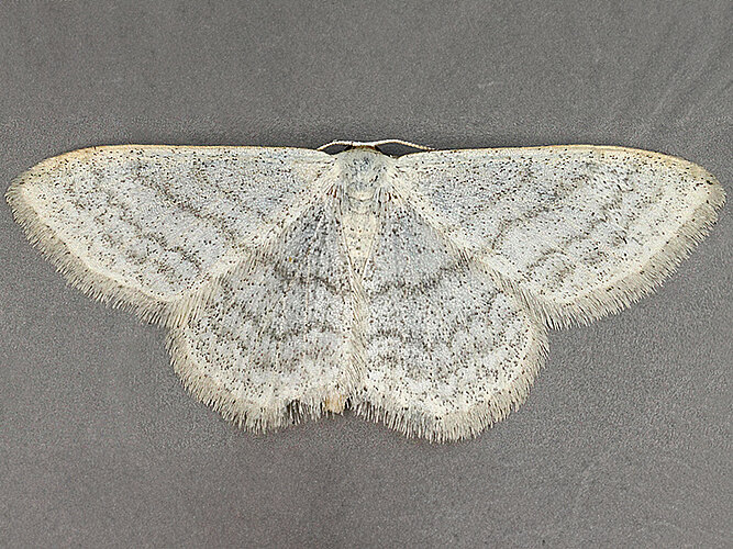 subsericeata