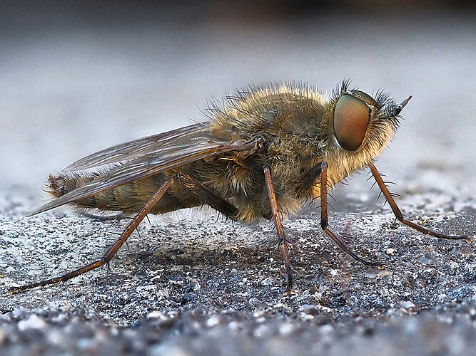 nobilitata