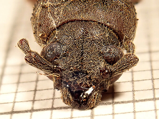 rusticus