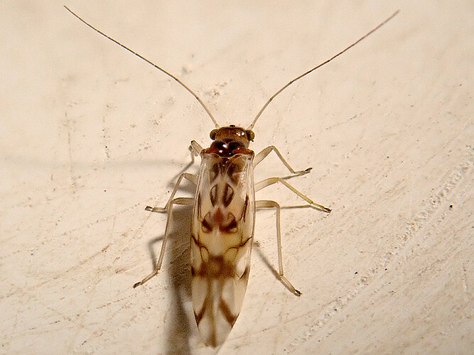 cruciatus