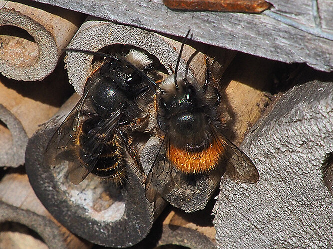 bicornis