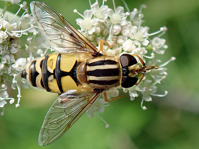 trivittatus