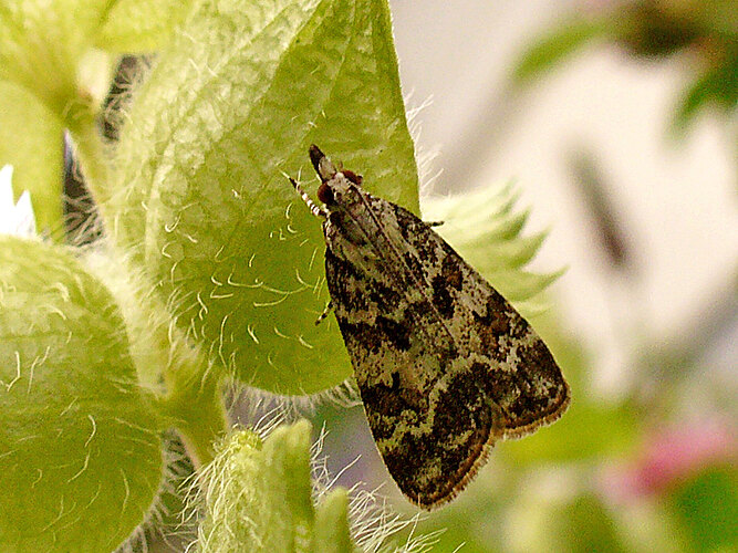 pyralella