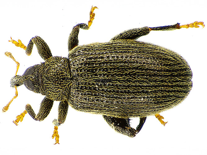 fagi
