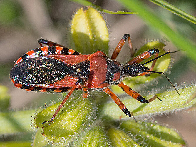 iracundus