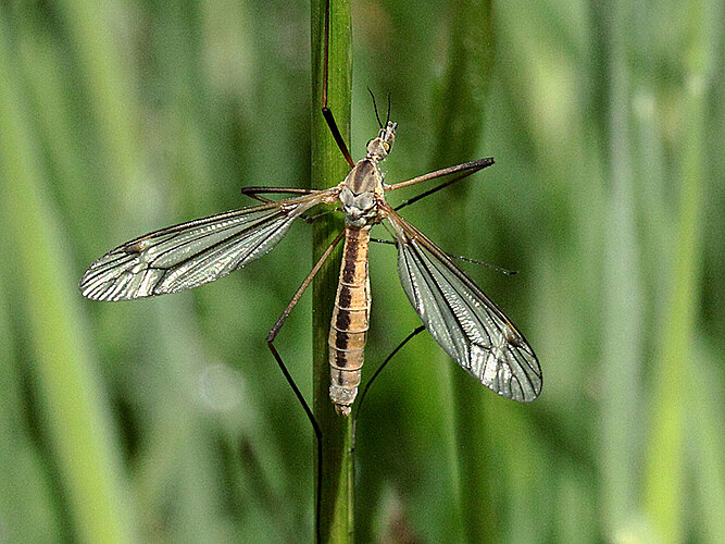 vernalis
