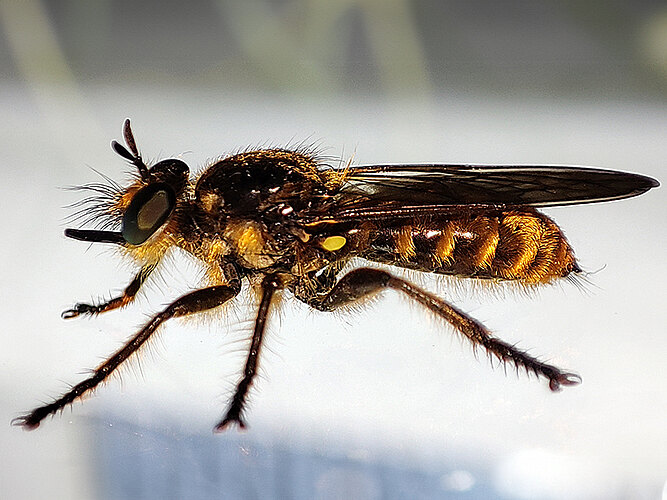 marginata