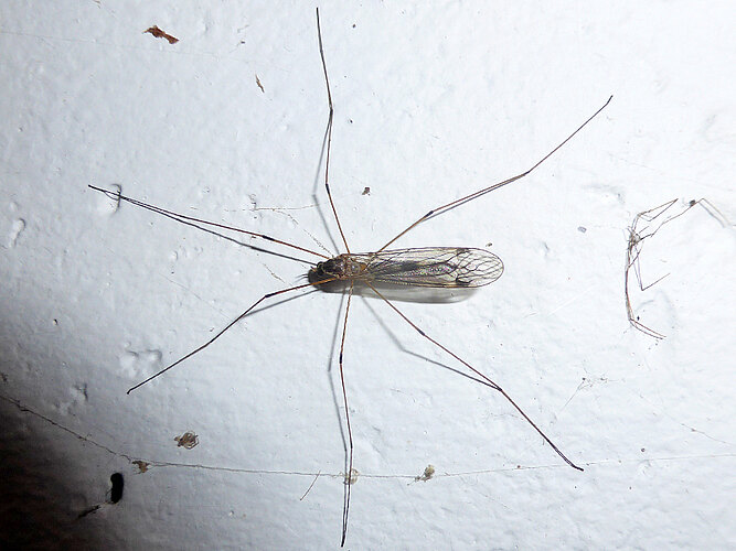 irrorata