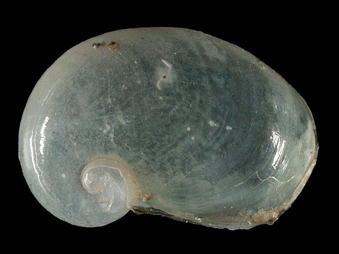 semilimax