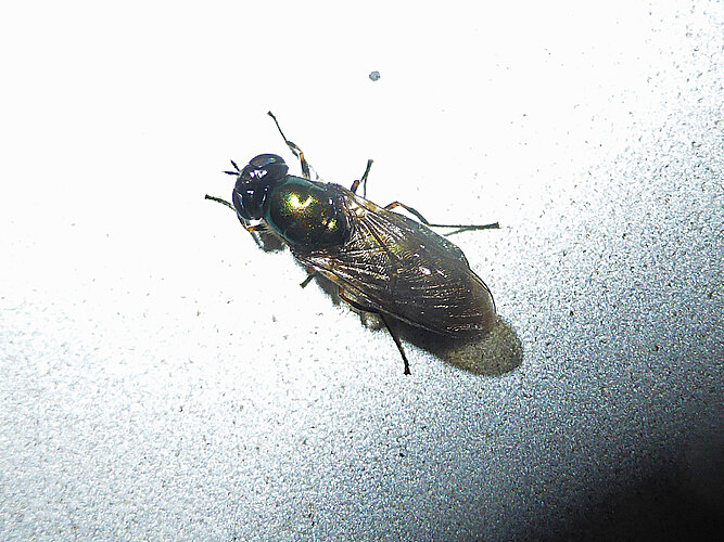 formosa