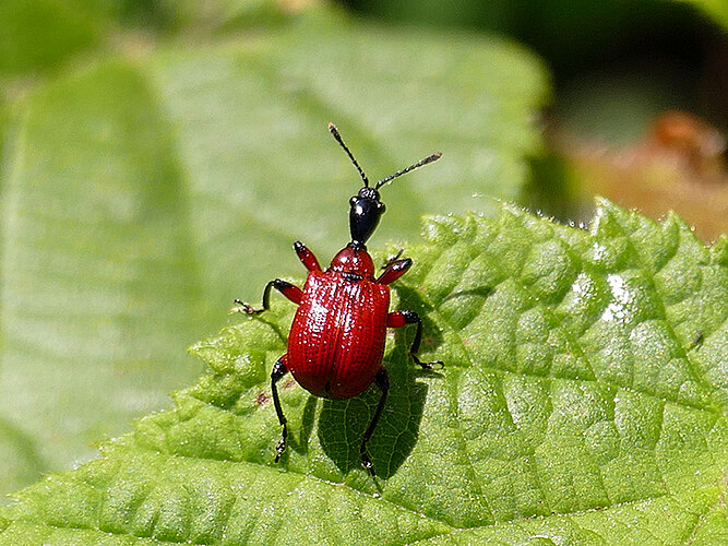 coryli