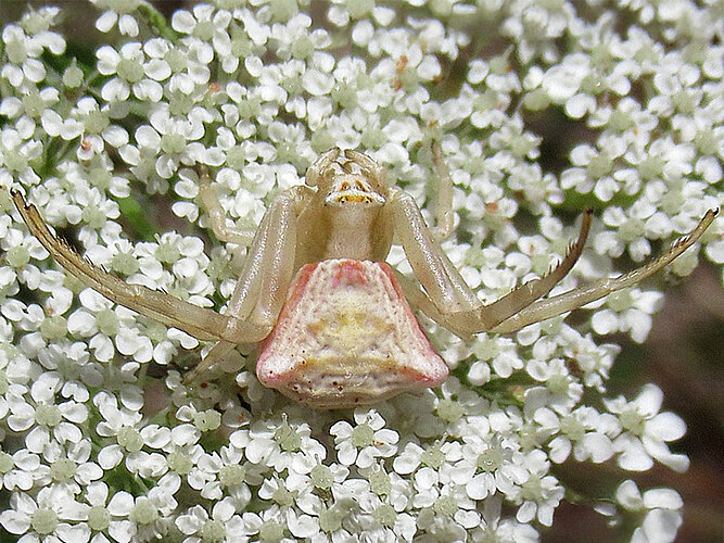 onustus