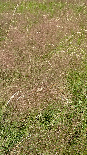 capillaris