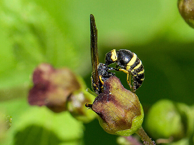 gracilis