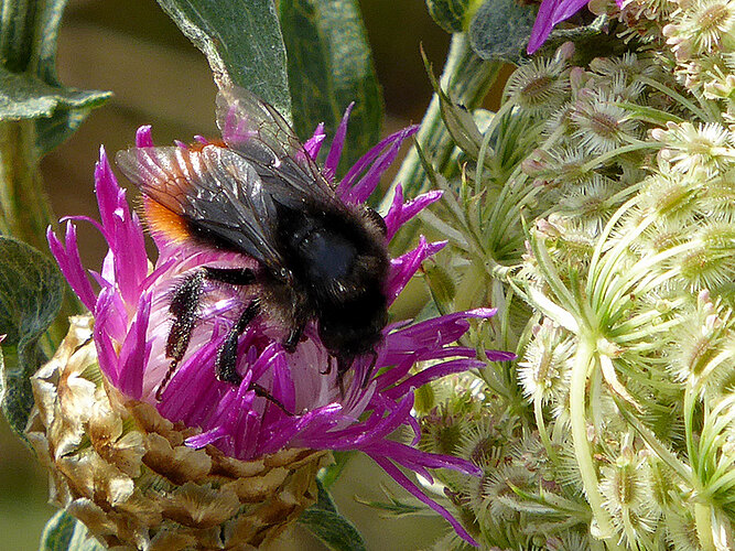 lapidarius