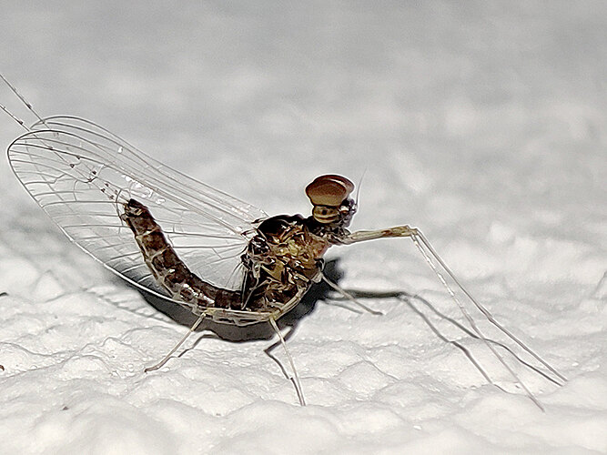 dipterum