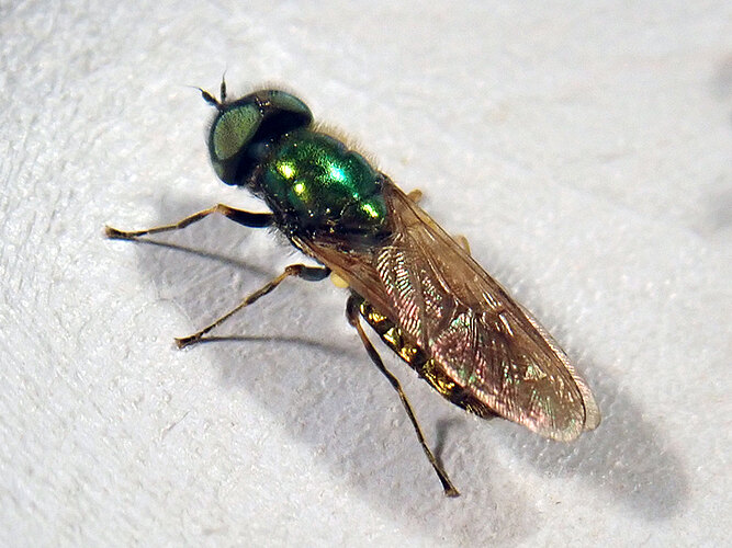 formosa
