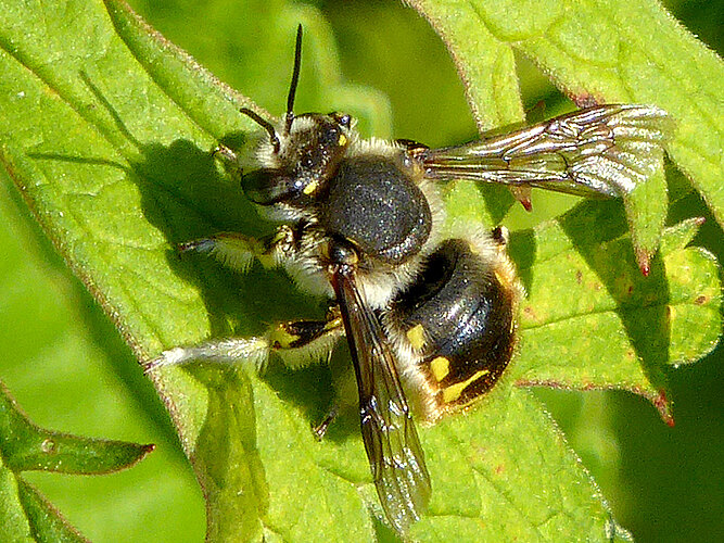 manicatum