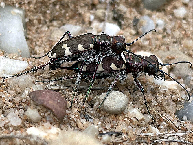 hybrida