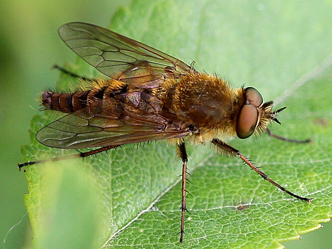 nobilitata
