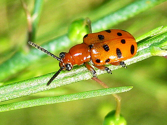duodecimpunctata